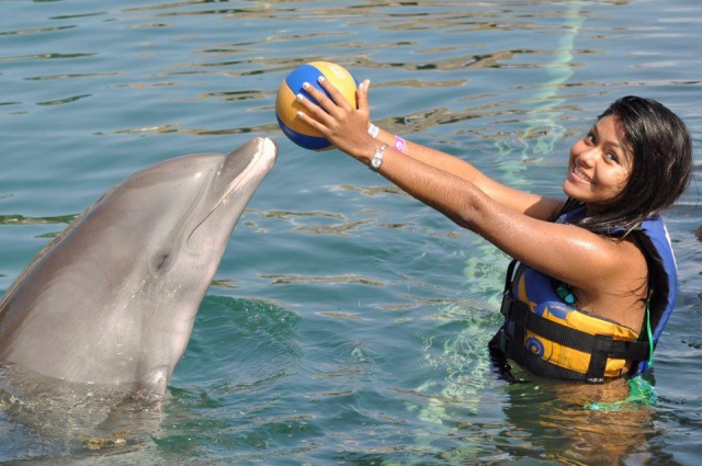  activities with dolphins 